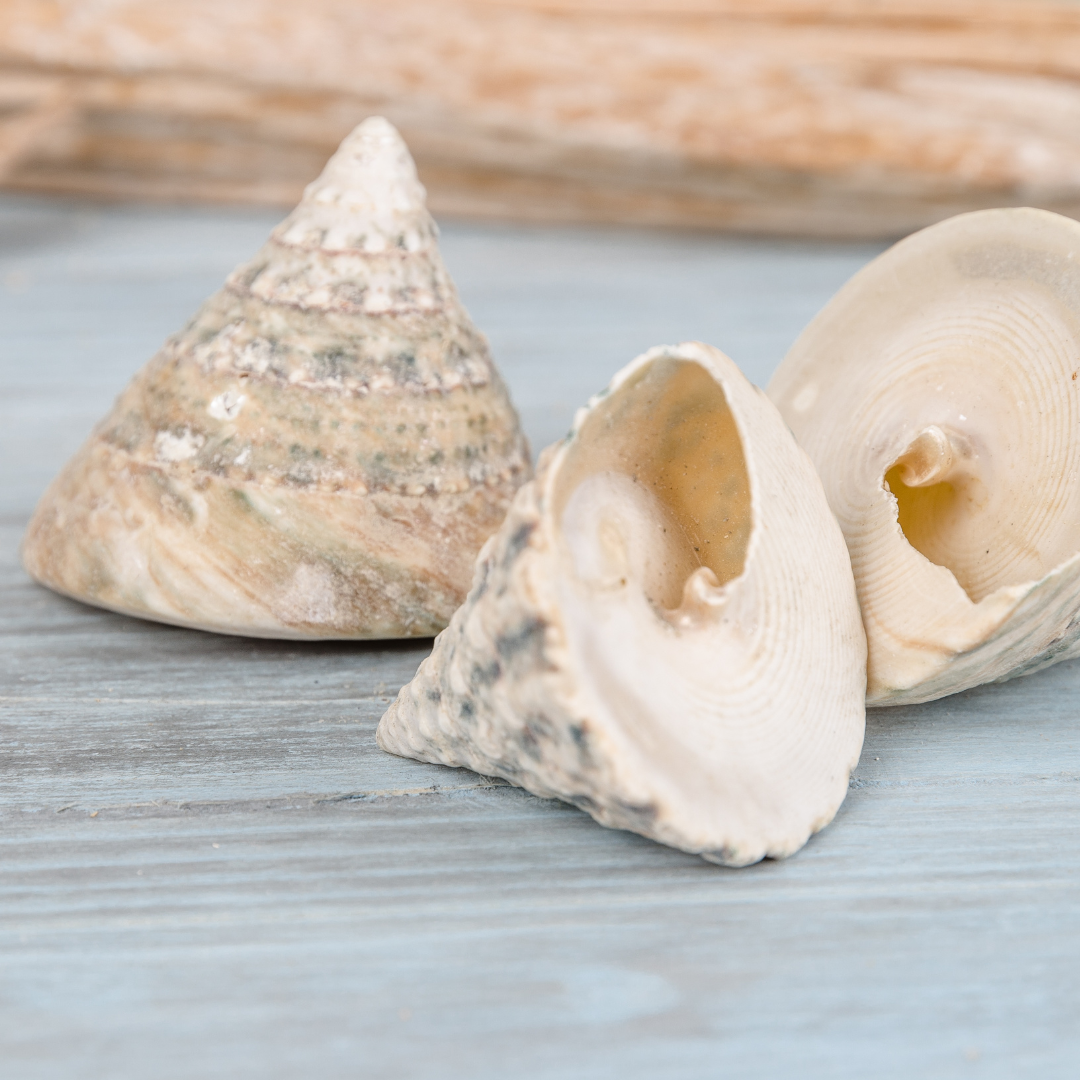 The Art of Beachcombing: A Guide to Discovering Seashore Treasures