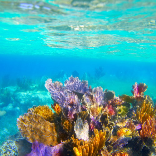 Sustainable Snorkeling and Diving: Protecting Our Underwater Paradises