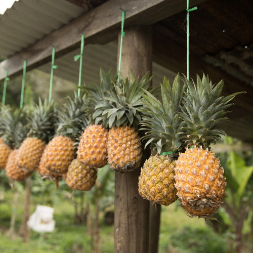 Fijian pineapples, known for their distinctively sweet flavor and succulent texture